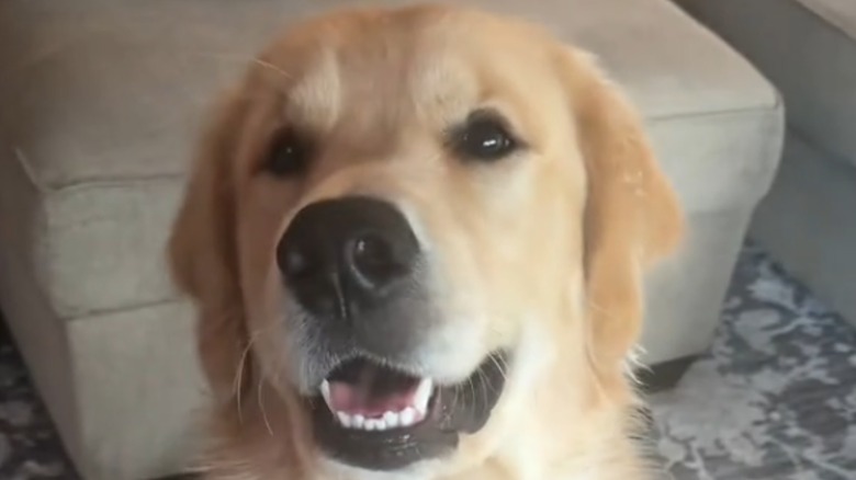 A golden retriever looks up while sitting on the floor of a living room.