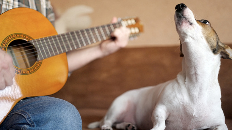 A dog enjoying some music sitting beside a guitar player.