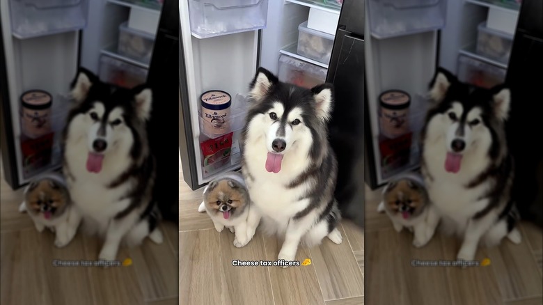Happy-looking husky and Pomeranian sitting in front of an open fridge