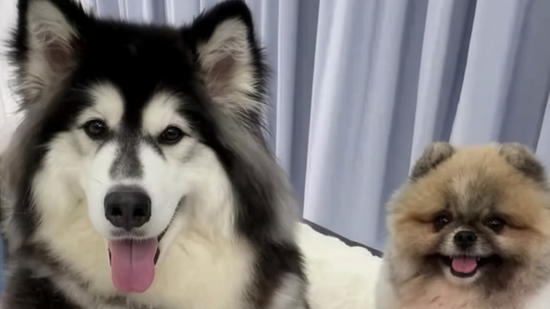 Happy-looking husky and Pomeranian with their tongues hanging out