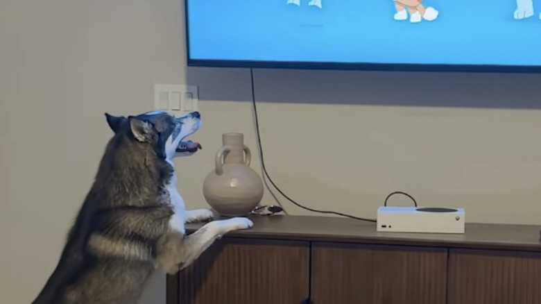 Blue the husky from TikTok always wants to watch Bluey.