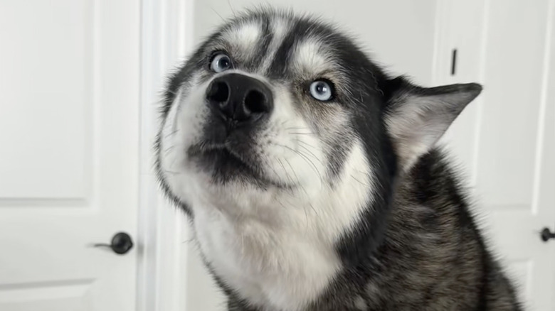 Blue the husky from TikTok always wants to watch 