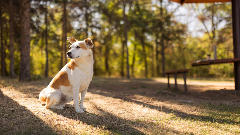 Lonely dog outdoors in nature, waiting in the park.