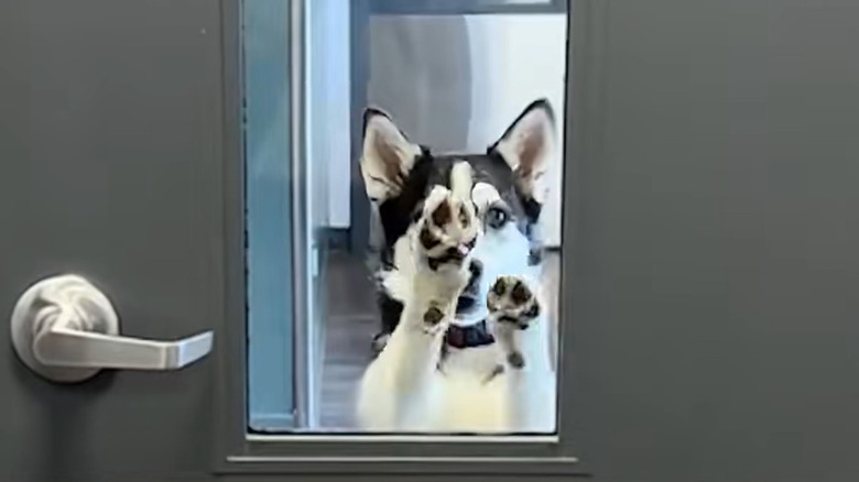 Husky scratches both paws at a closed door.