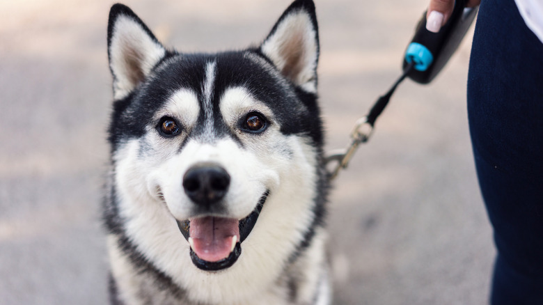 Siberian husky on a leash standing on the street