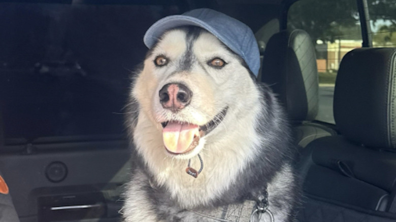 A husky named Spear on TikTok loves visiting his grandparents.