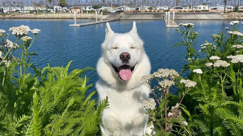 White husky surrounded by plants looks happy in front of a body of water.