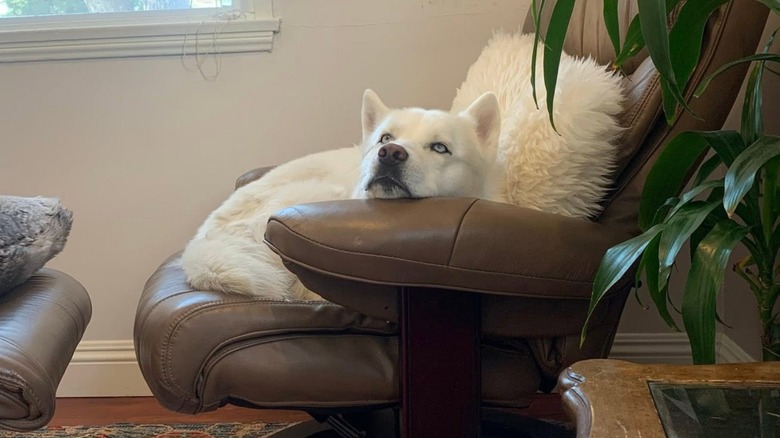Fenix lounging in a chair