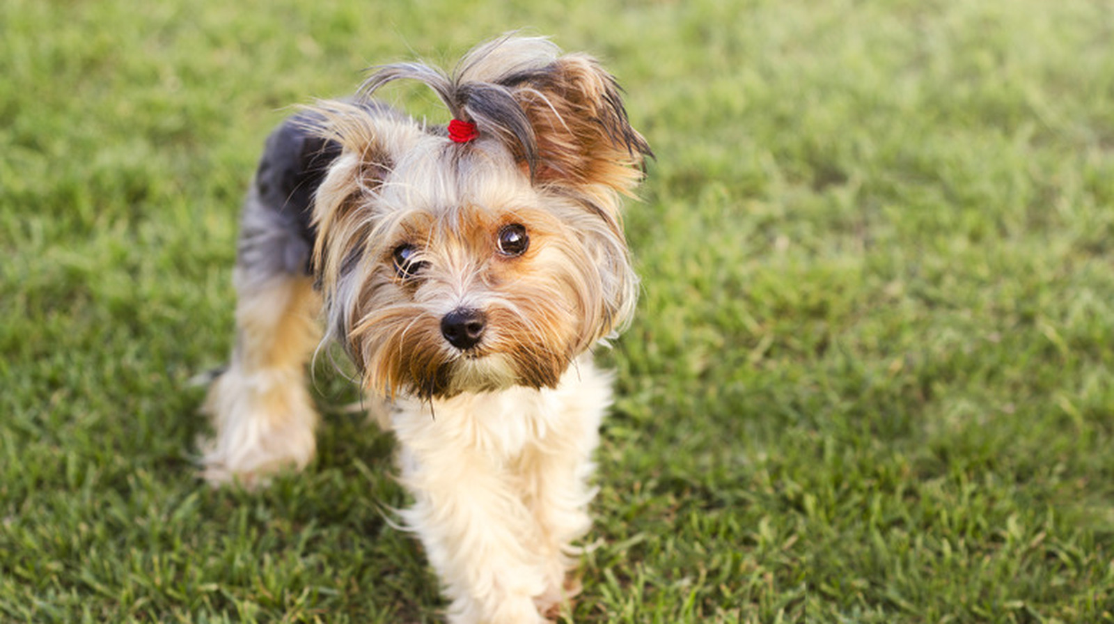 Silky Terrier Hair Cuts Yorkshire Terrier Hair Care Ideas For