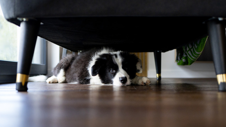 Border collie puppy hiding under furniture