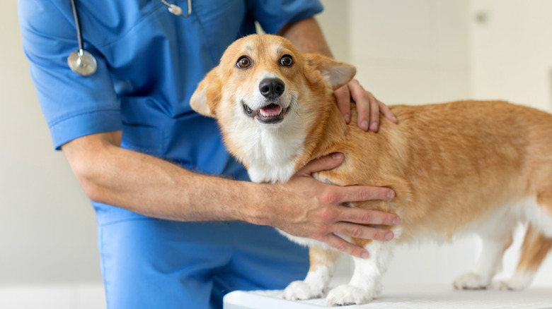 A concerned looking corgi at a vet's office being examined
