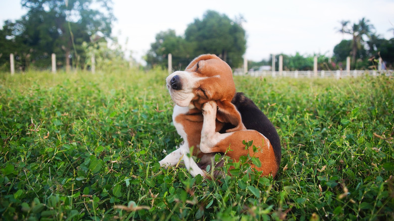 A beagle scratching its face in a field