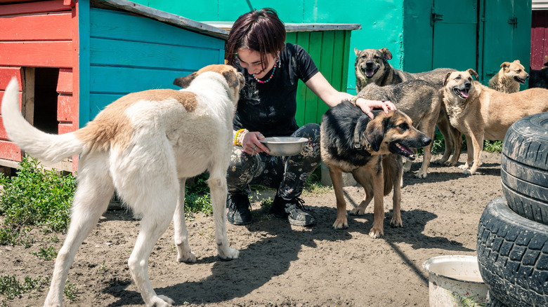 A volunteer at a dog shelter feeding and petting the dogs
