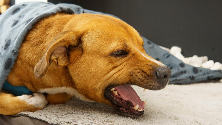 A dog under a blanket coughing
