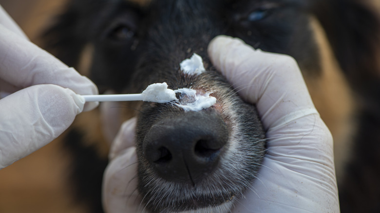 Close up of a dog getting ringworm treatment