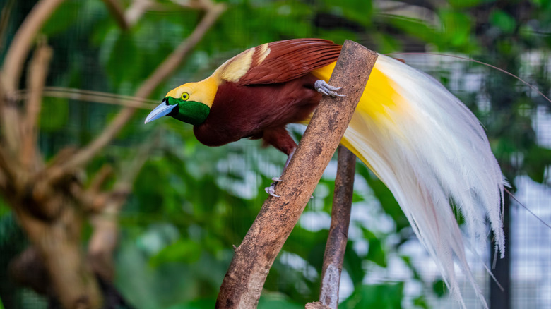 A male Paradisaea, bird of paradise, clinging onto a branch