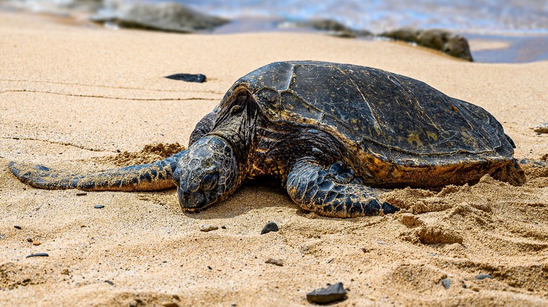 Standed sea turtle on beach