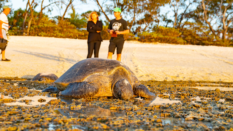 Standed sea turtle in foreground, people in background