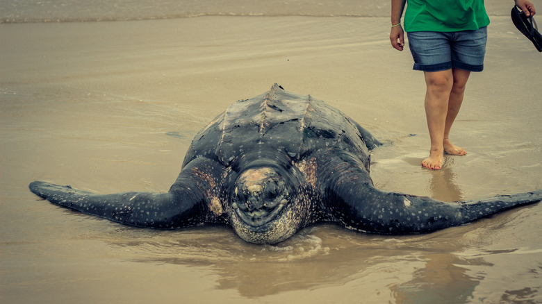 Sea turtle on beach, person in background carrying flip flops