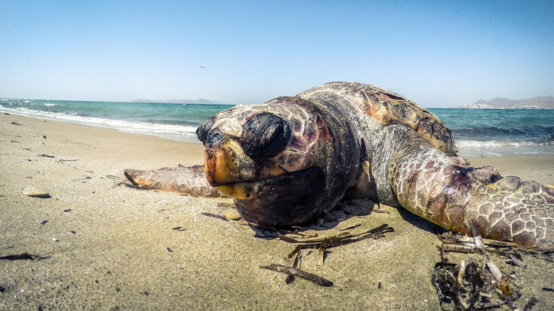 Closeup of stranded sea turtle on beach