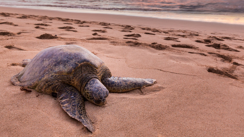 Beached sea turtle in Hawaii