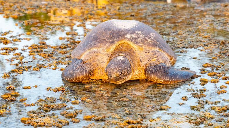 Sea turtle left behind by falling tide after laying eggs