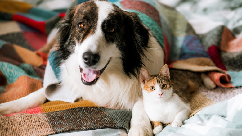 A dog and a kitten laying in a bed slightly under the covers