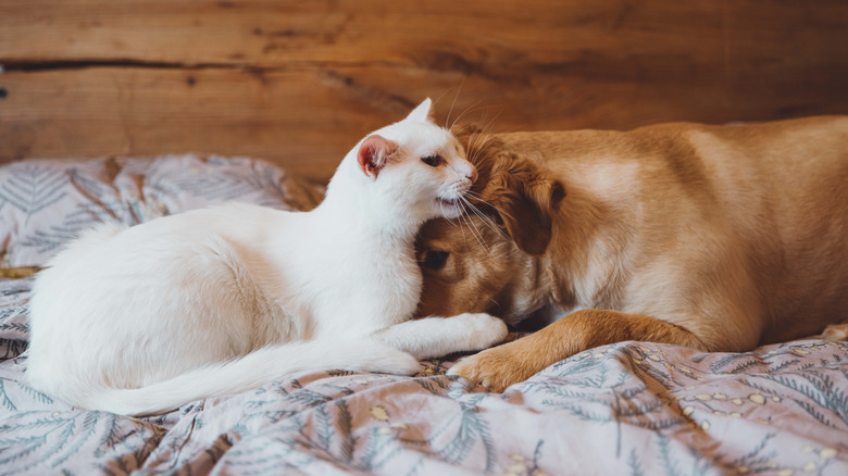 A white cat and a golden retriever in a bed with a cat nibbling on the dogs ear