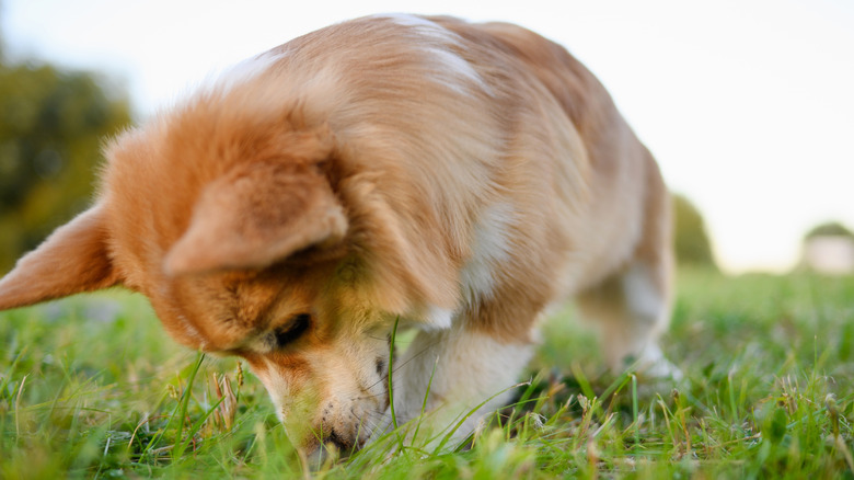 Close up shot of a corgi with his nose to the ground looking for something