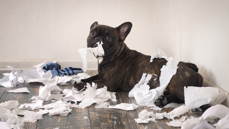 A French bulldog making a mess of toilet paper and socks