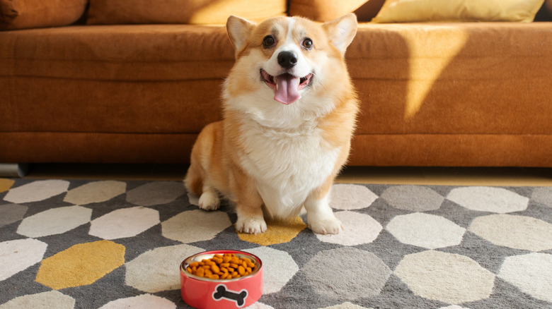 A corgi stands in front of a food bowl