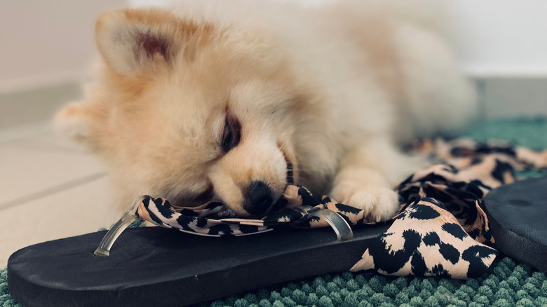 A Pomeranian chewing on a slipper