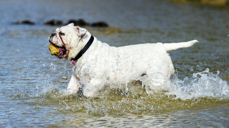 A bulldog runs through the water with a stone in its mouth