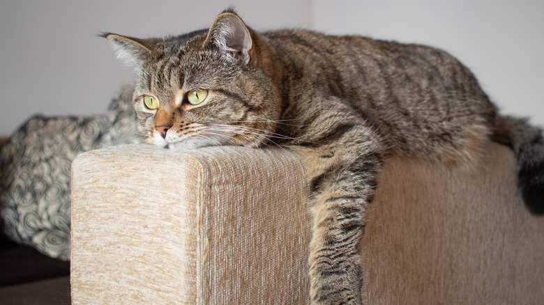 Sad cat lying on sofa arm