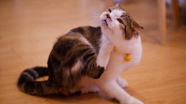 Cat scratching itself on hardwood floor