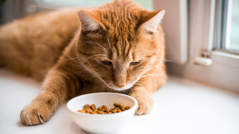 Striped cat lying down near window, with bowl of food in front of it
