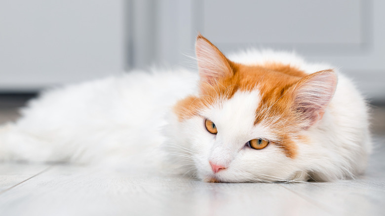 Sad cat lying on tiled floor
