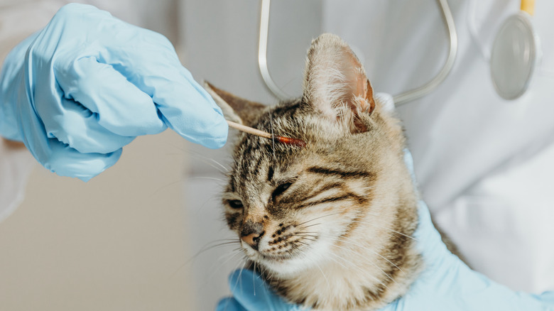 Vet's gloved hands treating cat with ringworm above cat's eye