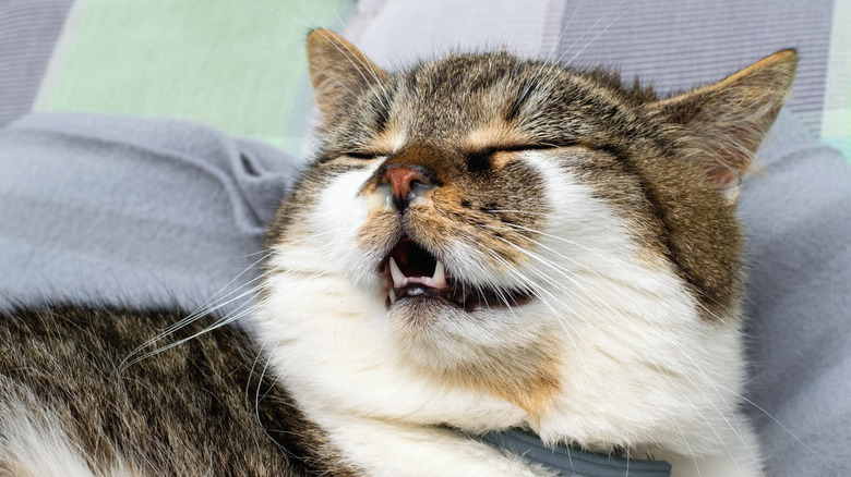 Cat lying down with runny nose