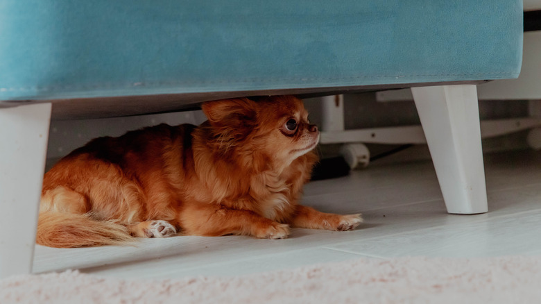 Long-haired Chihuahua hiding under chair