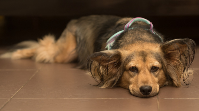 Dog with sad eyes lying down on floor