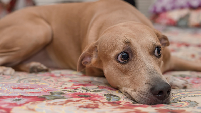 Dog with wary eyes lying on bed