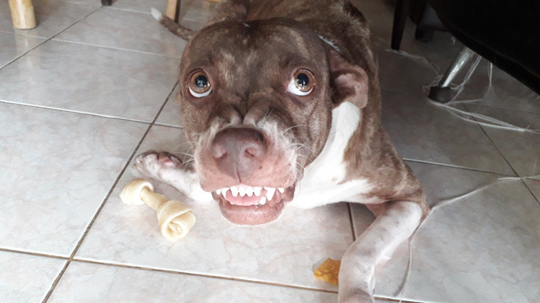 Dog lying down with bone showing its teeth