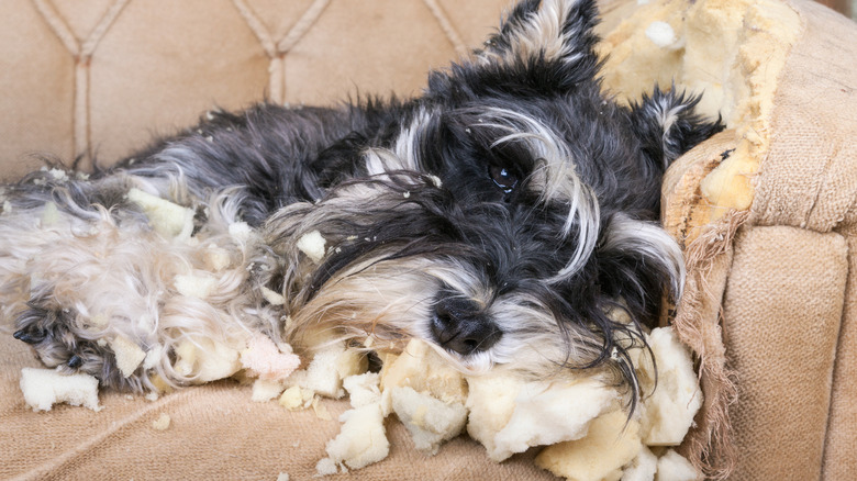 Schnauzer tearing up a sofa