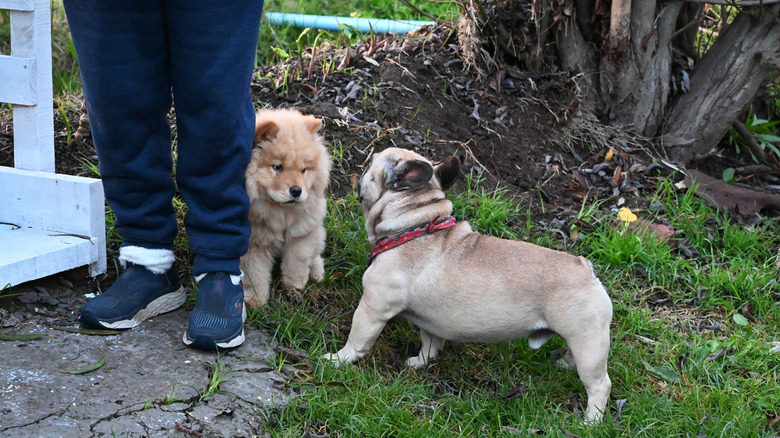 Chow chow puppy hiding behind owner while meeting a French bulldog