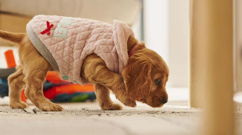 Pup sniffing floor.