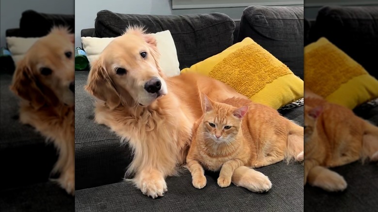 Golden retriever and ginger cat cuddling on the couch