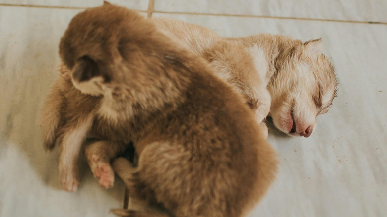 Puppies sleeping closely together on the floor.