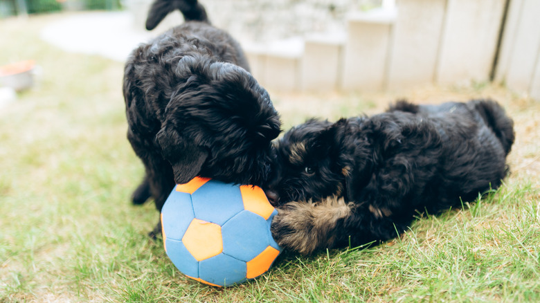 Puppies playing with a ball.