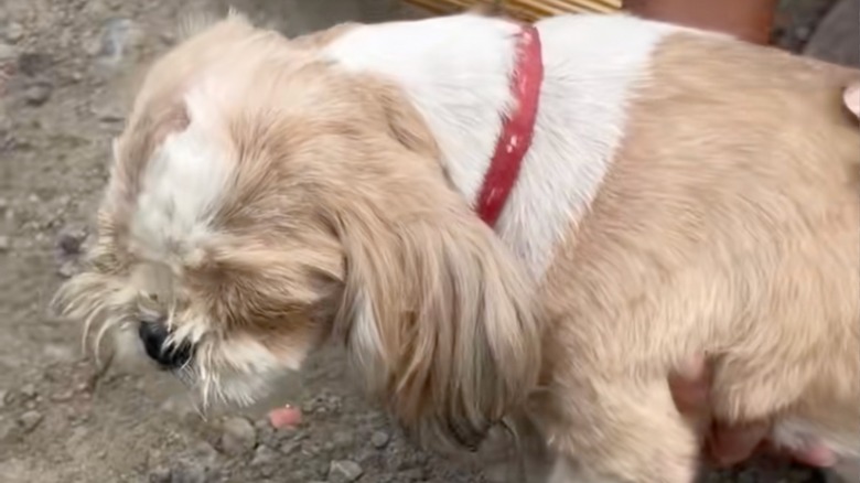 An injured dog being helped by a kind human